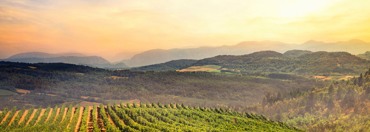 Les rosés à découvrir ce printemps