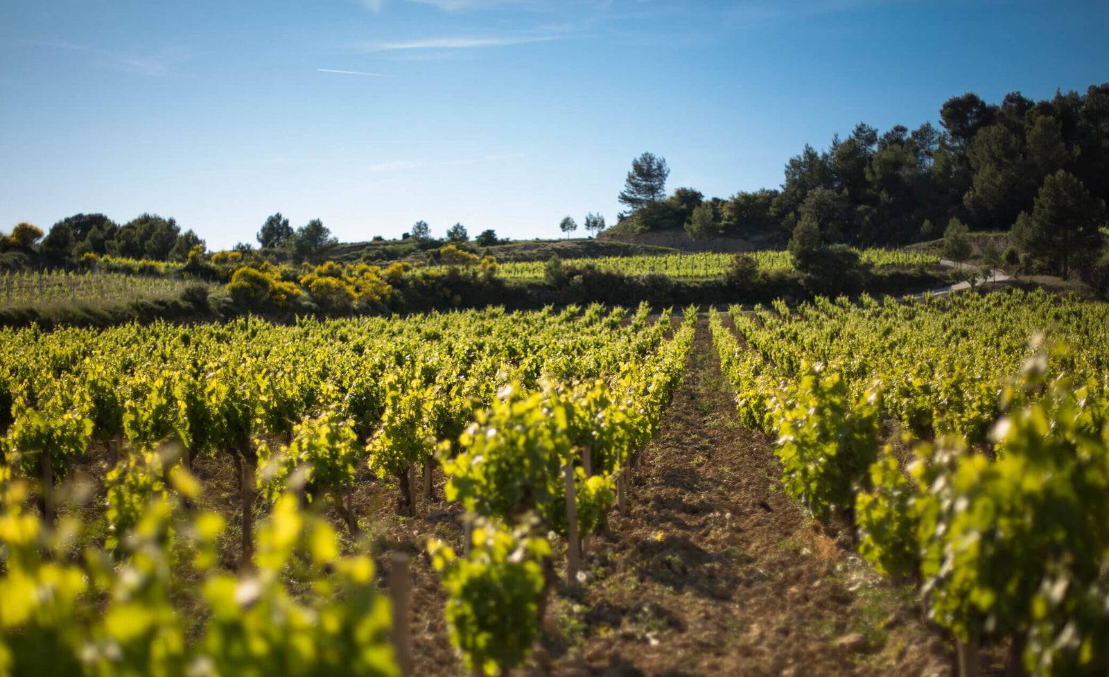 Les vins oranges biodynamiques