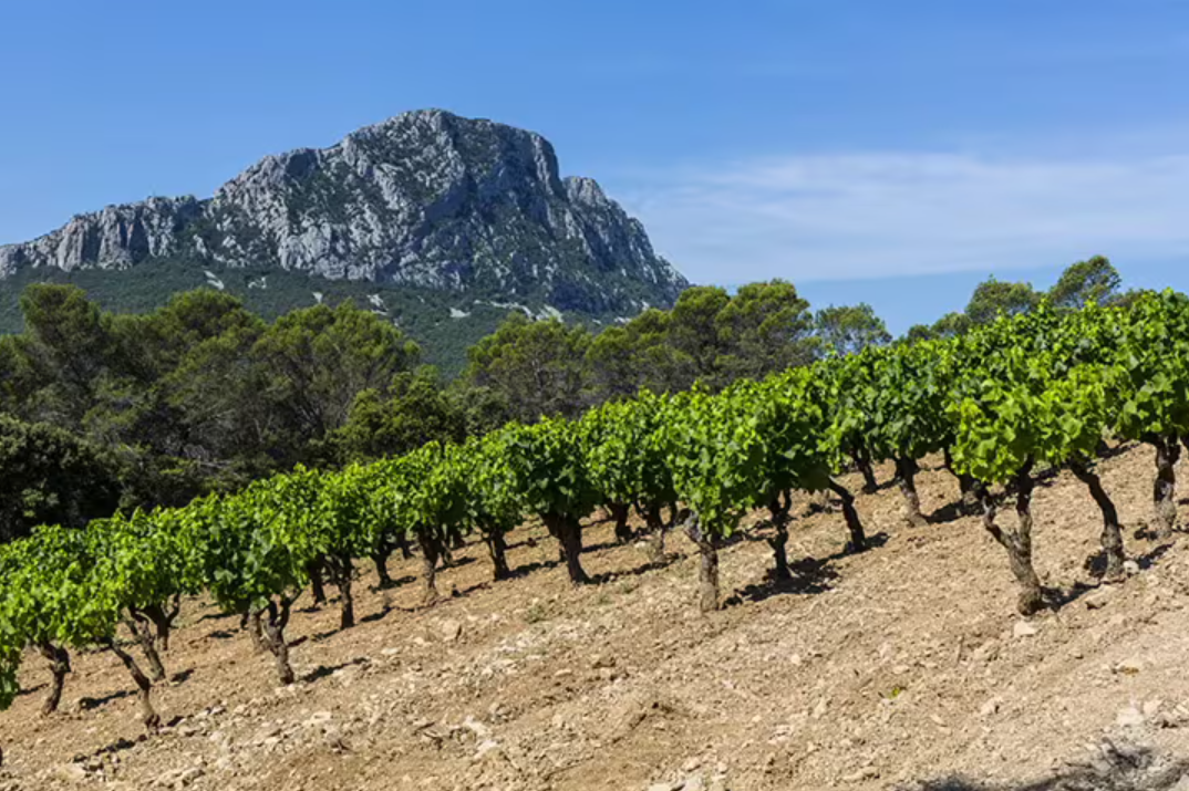 Vin bio du Pic Saint Loup