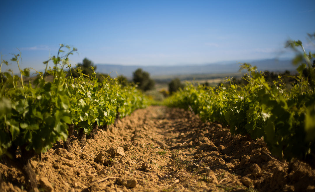 Les défis de la viticulture biologique