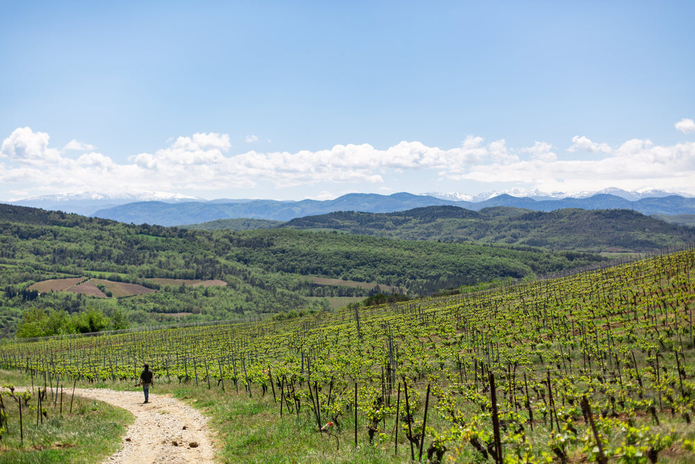 Aigle Royal Chardonnay, Parzellen AOP Limoux 