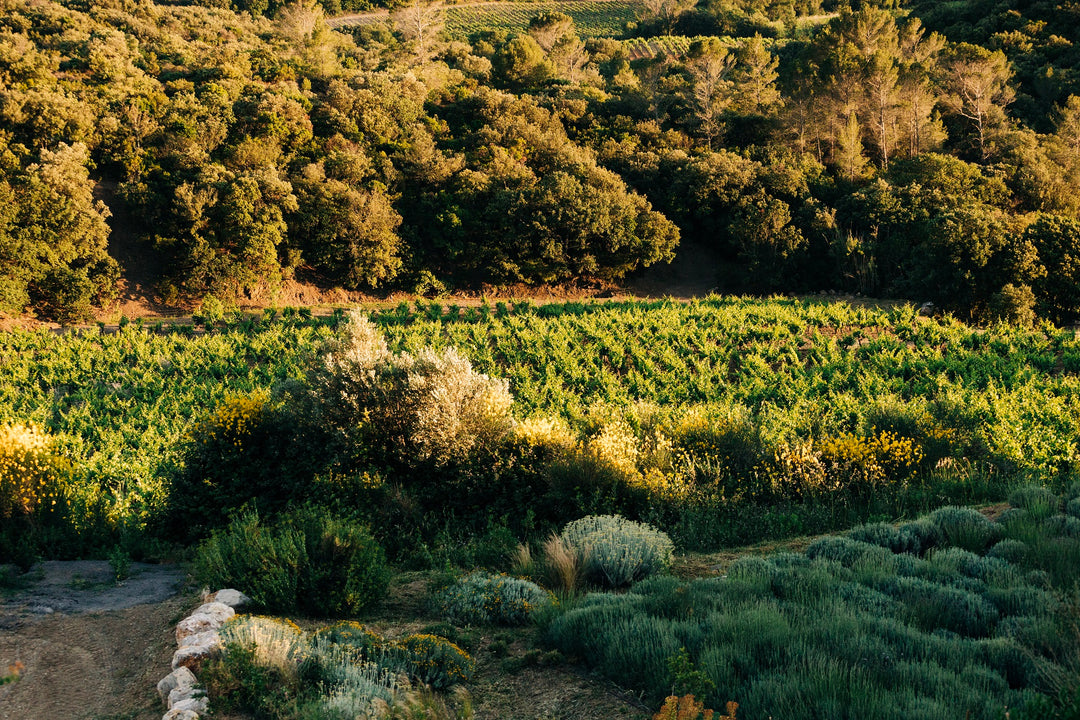 Une histoire de passion et de terroir   