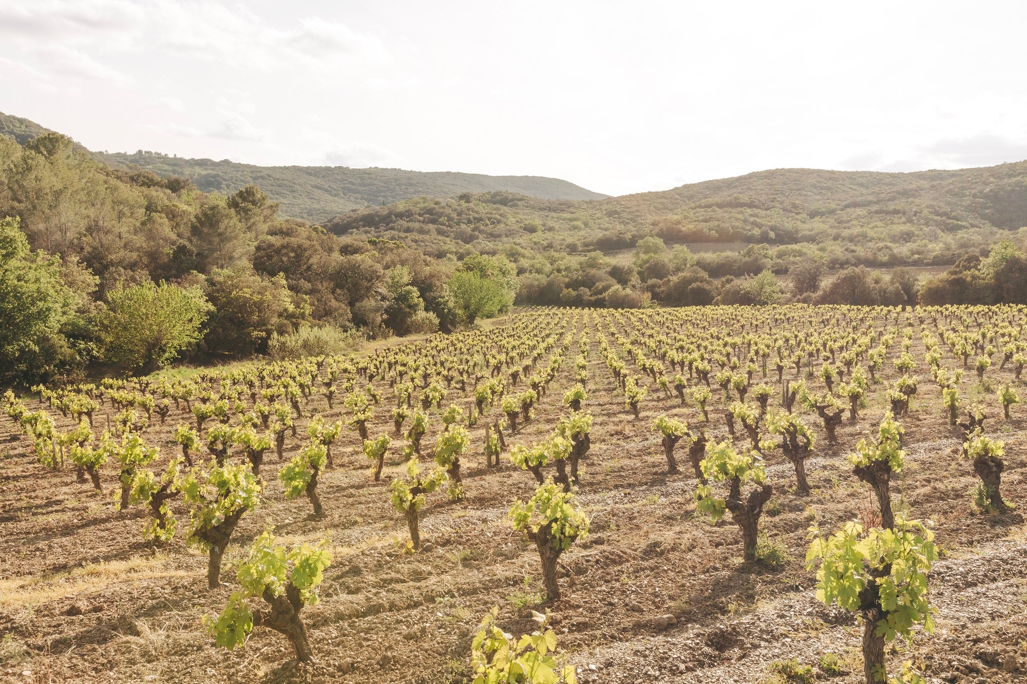 Le vin biologique vu par Gérard Bertrand : une approche durable et passionnée